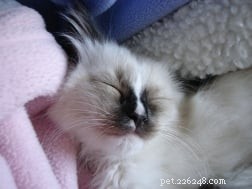 Determining the Ideal Age to Neuter Your Cat: Expert Guidance and Community Insights