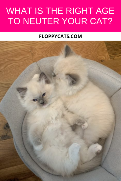 Determining the Ideal Age to Neuter Your Cat: Expert Guidance and Community Insights
