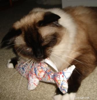 Can Cats Overdose on Catnip? The Truth About Safety and Effects