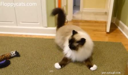 Can Cats Overdose on Catnip? The Truth About Safety and Effects