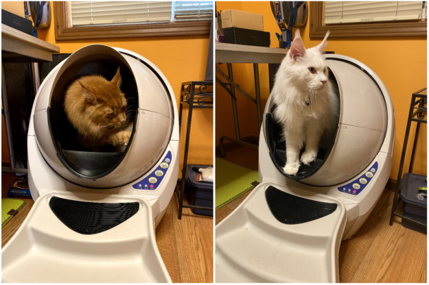 Litter Robots: The Ultimate Solution for Maine Coon Care