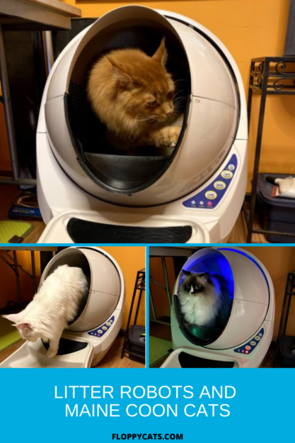 Litter Robots: The Ultimate Solution for Maine Coon Care