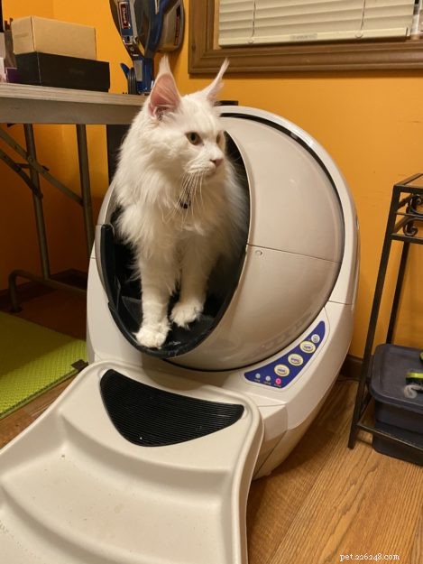 Litter Robots: The Ultimate Solution for Maine Coon Care