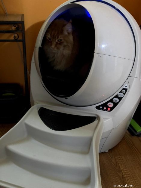 Litter Robots: The Ultimate Solution for Maine Coon Care