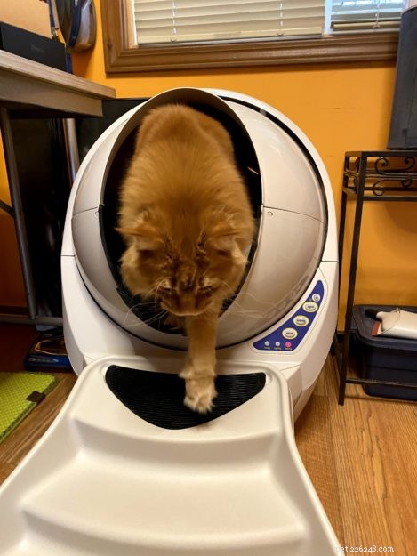 Litter Robots: The Ultimate Solution for Maine Coon Care