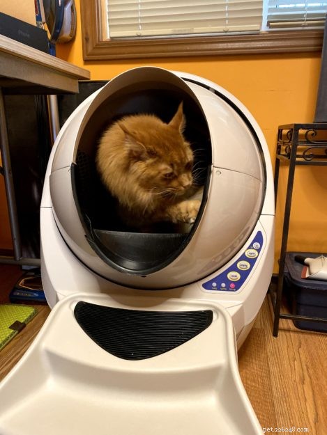 Litter Robots: The Ultimate Solution for Maine Coon Care