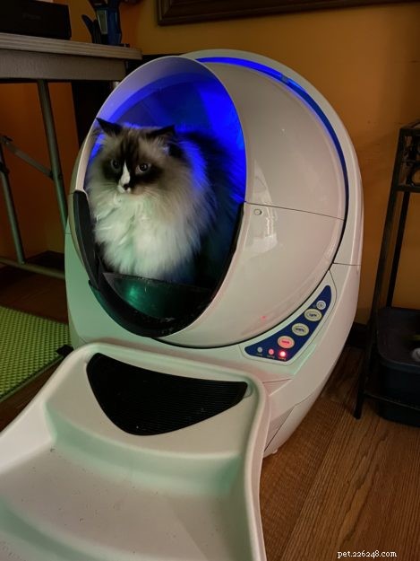 Litter Robots: The Ultimate Solution for Maine Coon Care