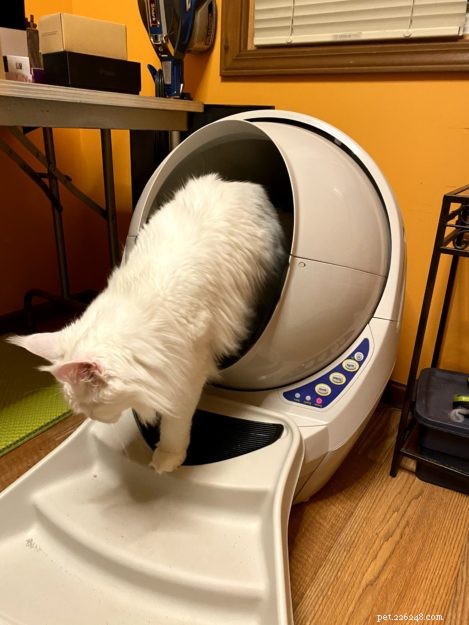 Litter Robots: The Ultimate Solution for Maine Coon Care