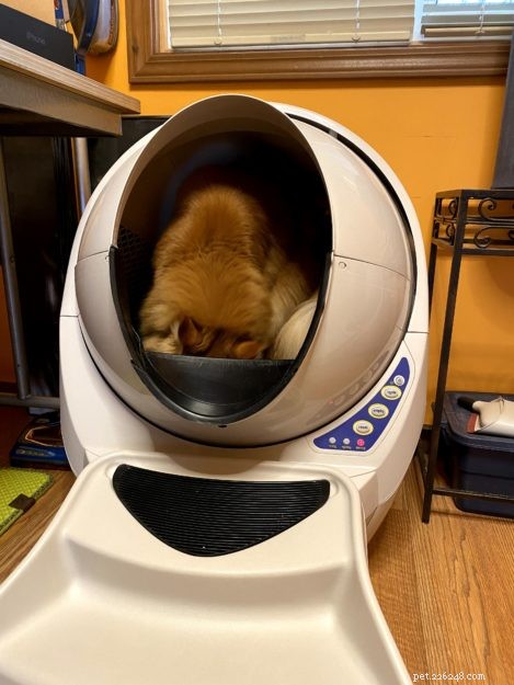 Litter Robots: The Ultimate Solution for Maine Coon Care
