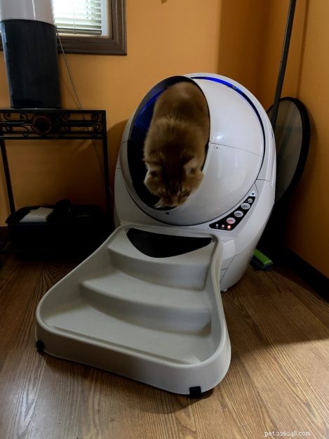 Litter Robots: The Ultimate Solution for Maine Coon Care