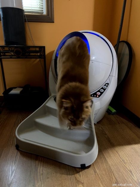Litter Robots: The Ultimate Solution for Maine Coon Care