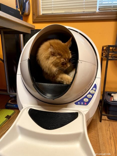 Litter Robots: The Ultimate Solution for Maine Coon Care