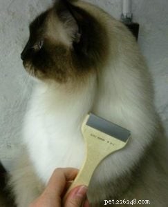 How to Safely Remove Cat Hair Mats: Expert Tips & Products