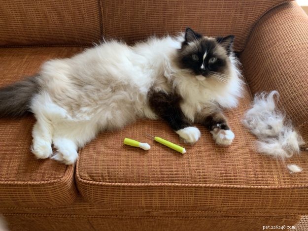 How to Safely Remove Cat Hair Mats: Expert Tips & Products