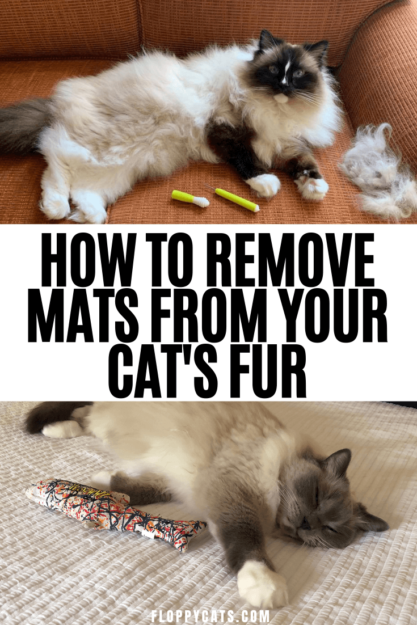 How to Safely Remove Cat Hair Mats: Expert Tips & Products
