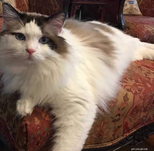 Understanding Giardia in Cats: Risks, Symptoms, and Prevention