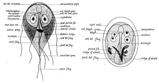 Understanding Giardia in Cats: Risks, Symptoms, and Prevention