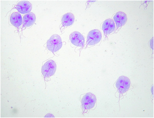Understanding Giardia in Cats: Risks, Symptoms, and Prevention