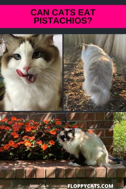 Are Pistachios Safe for Cats? What You Need to Know