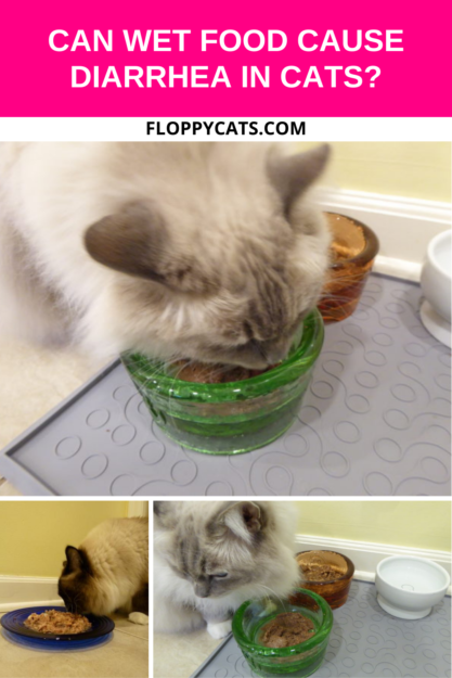 Does Wet Cat Food Lead to Diarrhea? Expert Insights & Feeding Tips
