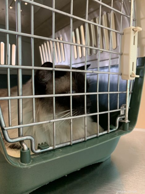 What Heavy Breathing in Cats Indicates: Causes, Symptoms, and When to Seek Veterinary Care