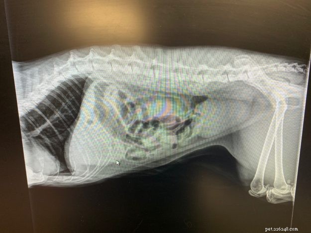 What Heavy Breathing in Cats Indicates: Causes, Symptoms, and When to Seek Veterinary Care
