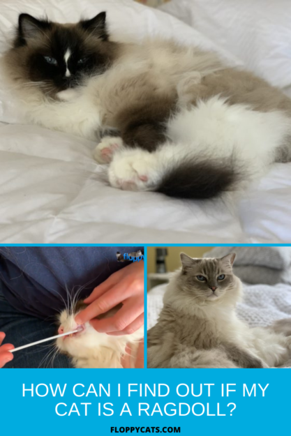 How to Verify If Your Cat Is a Genuine Ragdoll