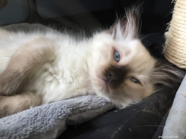 ZsaZsa: Our First Ragdoll Cat – The Ideal Beginner Pet