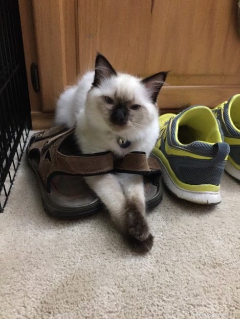 ZsaZsa: Our First Ragdoll Cat – The Ideal Beginner Pet