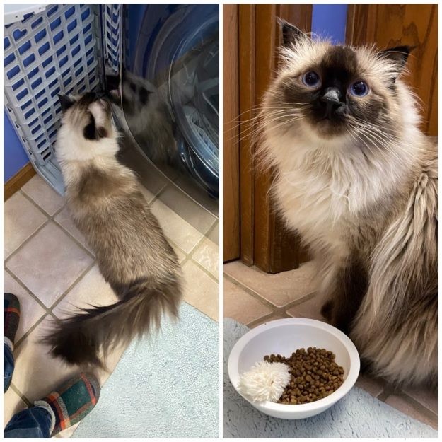 ZsaZsa: Our First Ragdoll Cat – The Ideal Beginner Pet