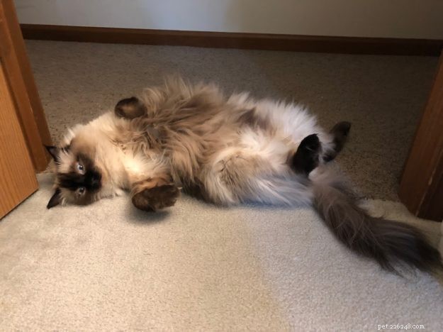 ZsaZsa: Our First Ragdoll Cat – The Ideal Beginner Pet
