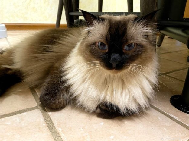 ZsaZsa: Our First Ragdoll Cat – The Ideal Beginner Pet