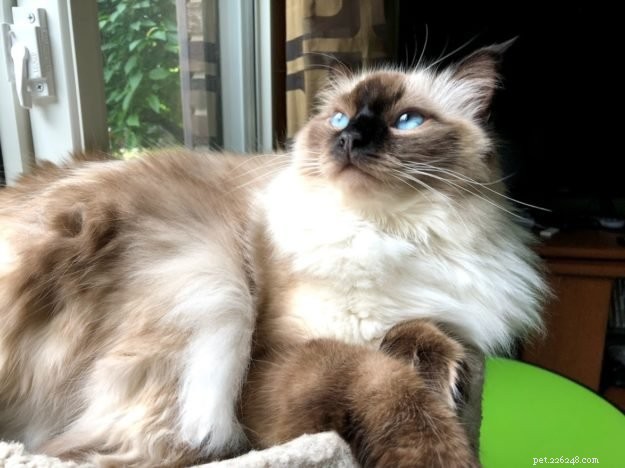 ZsaZsa: Our First Ragdoll Cat – The Ideal Beginner Pet