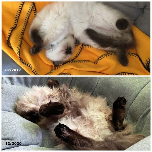 ZsaZsa: Our First Ragdoll Cat – The Ideal Beginner Pet