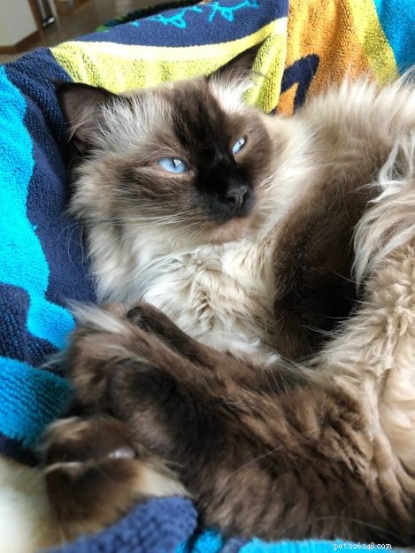 ZsaZsa: Our First Ragdoll Cat – The Ideal Beginner Pet