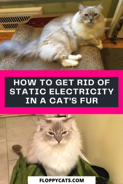 Eliminate Static Shock: Simple Steps to Remove Static Electricity from Your Cat’s Fur