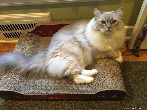 Eliminate Static Shock: Simple Steps to Remove Static Electricity from Your Cat’s Fur