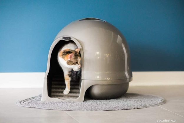 10 Expert Strategies to Prevent Dogs from Interfering with Your Cat s Food & Litter Box