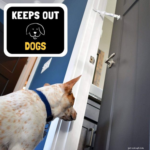 10 Expert Strategies to Prevent Dogs from Interfering with Your Cat s Food & Litter Box
