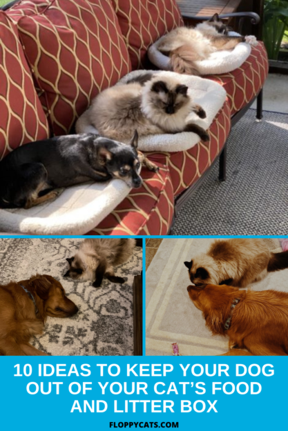 10 Expert Strategies to Prevent Dogs from Interfering with Your Cat s Food & Litter Box
