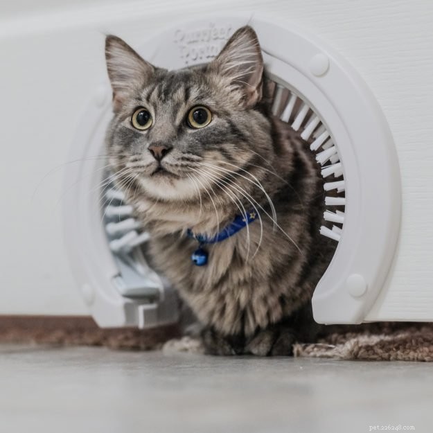 10 Expert Strategies to Prevent Dogs from Interfering with Your Cat s Food & Litter Box