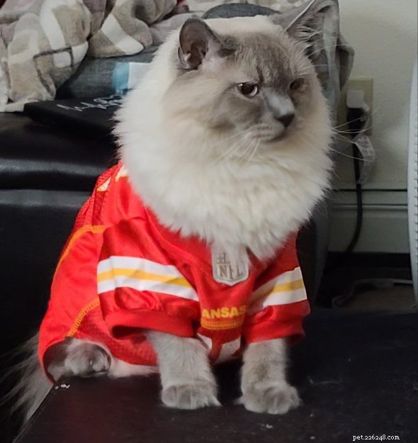 Gus: The Rescued Cat Who Saved My Life
