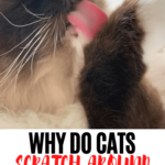 Why Cats Scratch Their Food Bowls: Understanding the Behavior