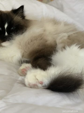 Why Cats Scratch Their Food Bowls: Understanding the Behavior