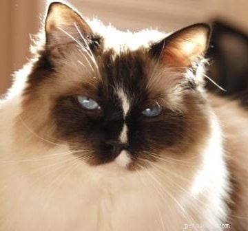 Why Cats Scratch Their Food Bowls: Understanding the Behavior