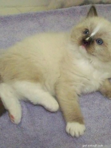 Why Cats Scratch Their Food Bowls: Understanding the Behavior