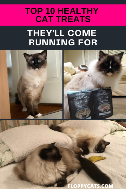 Top 10 Healthy Cat Treats Your Feline Will Love