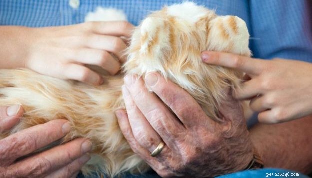 Joy For All Lifelike Robotic Cat – A Gentle Companion for Alzheimer’s Patients