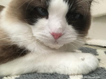 6 Common Causes of Cat Drooling and How to Help Your Feline