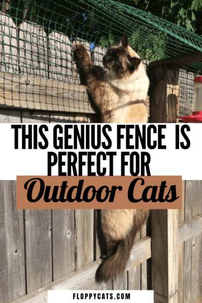 Effective Cat Containment: A Reader’s Guide to Safely Keeping Ragdolls in the Backyard
